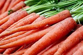 el primer medicamento producido por zanahorias genéticamente modificadas