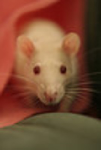 First pet rat