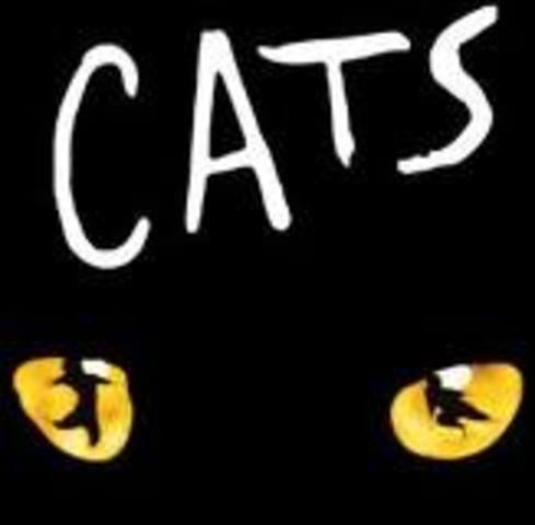 Sophie the curious kitty