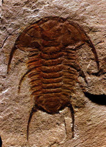 El Paleozoico