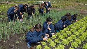 PROYECTO AGRICULTURA URBANA