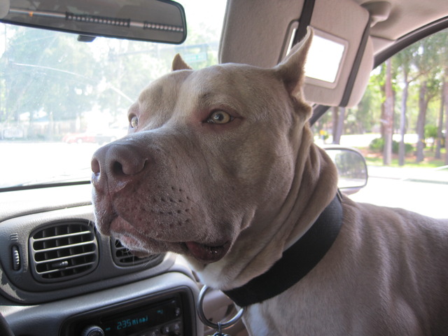 Taking Dre for a ride