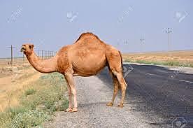 The One-Humped Camel and Saddle Improvements