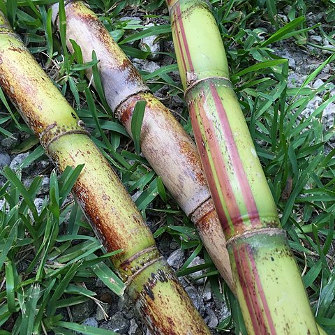 Sugar Cane