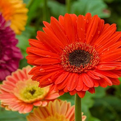 Timeline: Margaritas, sucesos cronológicos