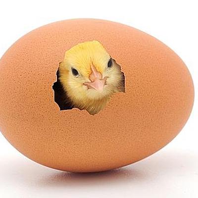 Timeline: Nacimiento de un Pollito