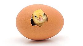 Timeline: Nacimiento de un Pollito