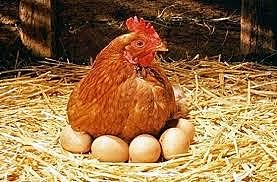 Gallina empollando los huevos