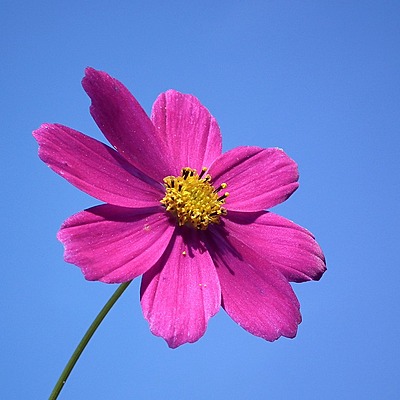 Timeline: El crecimiento de una flor