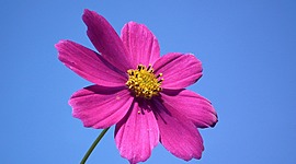 Timeline: El crecimiento de una flor