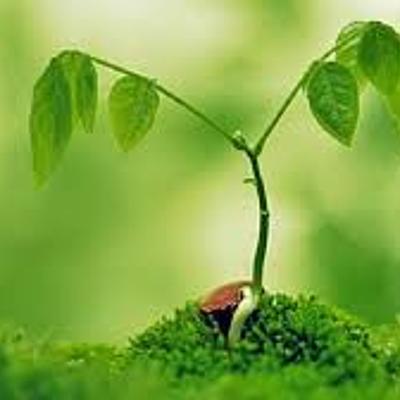 Timeline: crecimiento de una planta