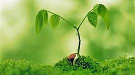 Timeline: crecimiento de una planta