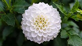 Timeline: Nacimiento de una flor