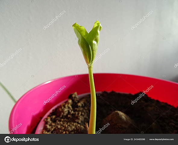 Etapa de la germinación