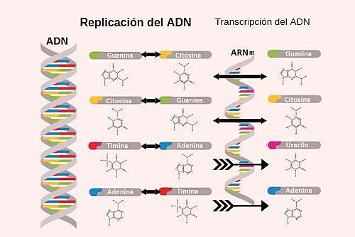El ADN