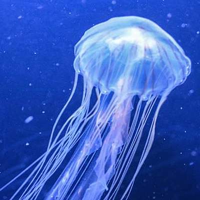 Timeline: NACIMIENTO DE LA MEDUSA