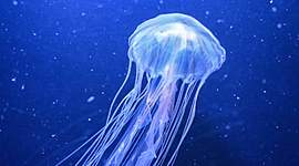 Timeline: NACIMIENTO DE LA MEDUSA