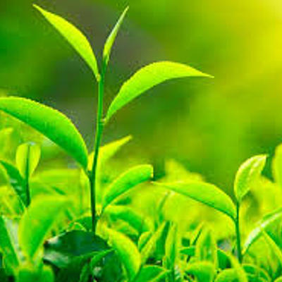 Timeline: las plantas