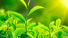 Timeline: las plantas