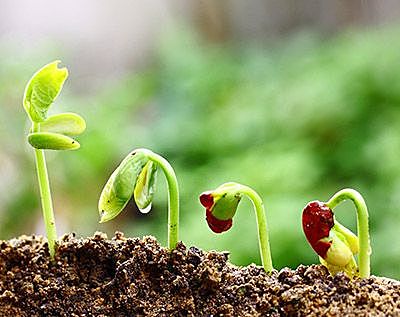 proceso de nacimiento  de la  planta
