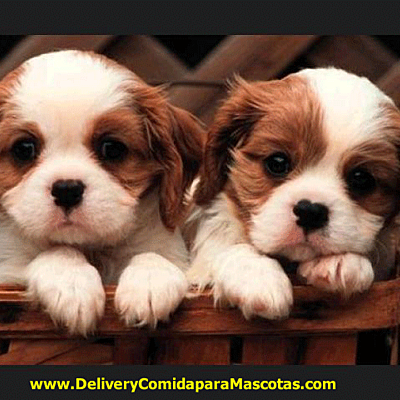 Timeline: La Vida de los  perro