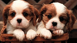 Timeline: La Vida de los  perro