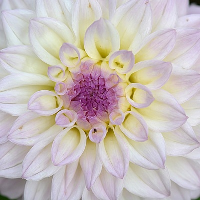 Timeline: Nacimiento de una flor