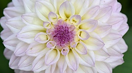 Timeline: Nacimiento de una flor