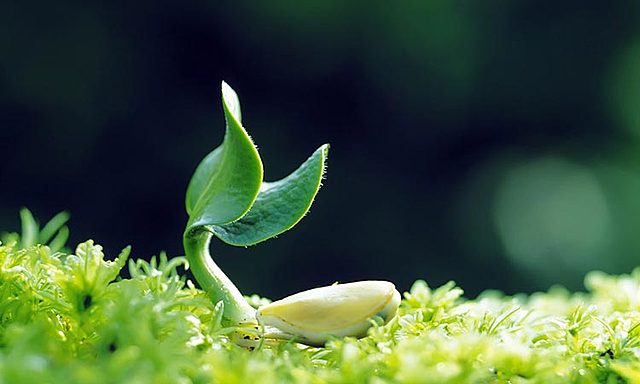La germinasión de una planta