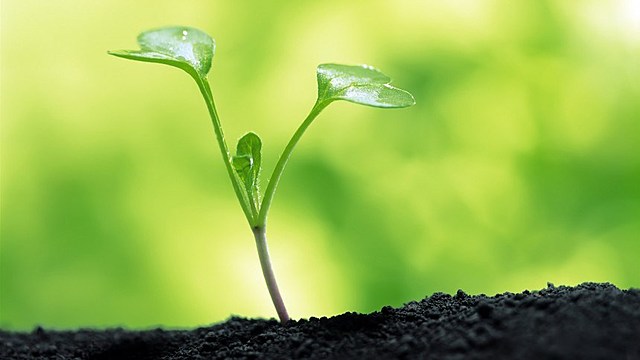 Crecimiento de el tallo de la planta