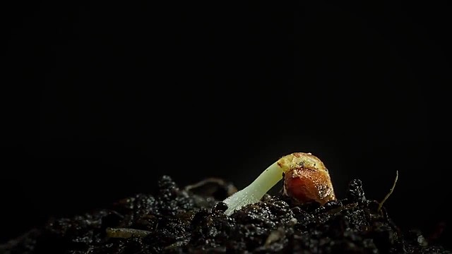 proceso de la semilla