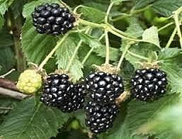 la plantas botan frutos