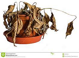 la planta se marchita