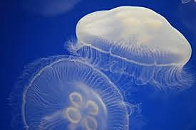 medusa juvenil