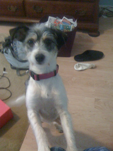 Dixie joins the family