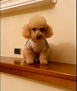 Rescate a mi perrito