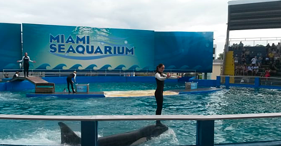 Conocí y nade con un delfín