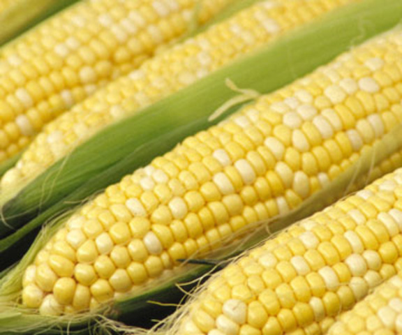 William James Beal develops clinically-controlled crosses of corn (hybrid corn).