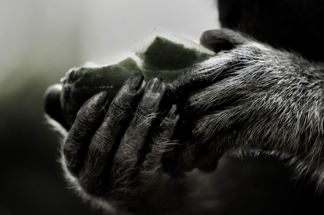 DE UTVECKLADE TUMMARNAS TID