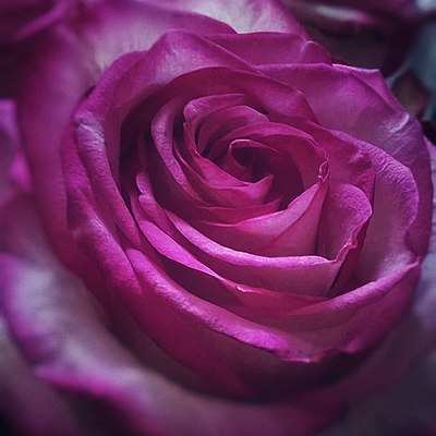 Timeline: История возникновения сортов роз