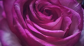 Timeline: История возникновения сортов роз