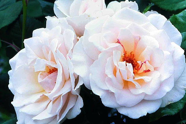 Сорт "Флорибунда"