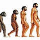 Evolución humana