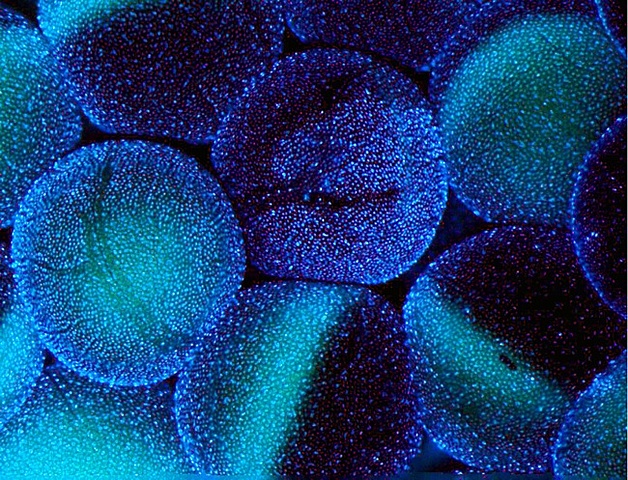 Reprogramación celular