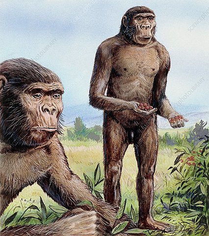Australopithecus Robustus