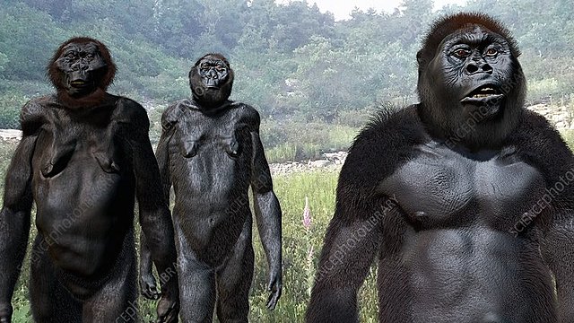 Australopithecus Boisei