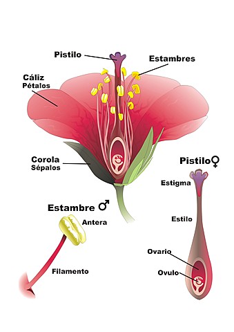 Reproducción de las plantas