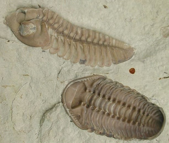 Fosiles invertebrados