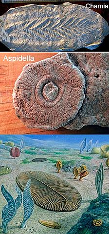 Primeros animales con concha