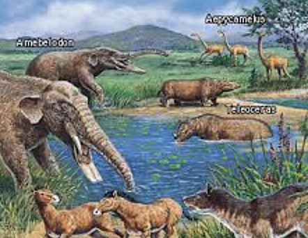 Cenozoic